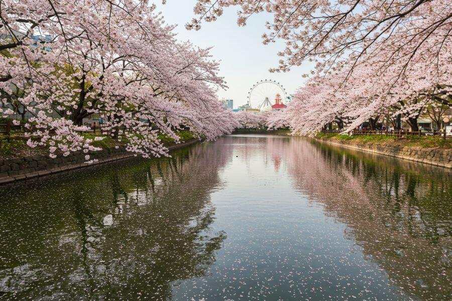 seokchon lake 10 best cherry blossom spots in south korea to visit in spring mister korean